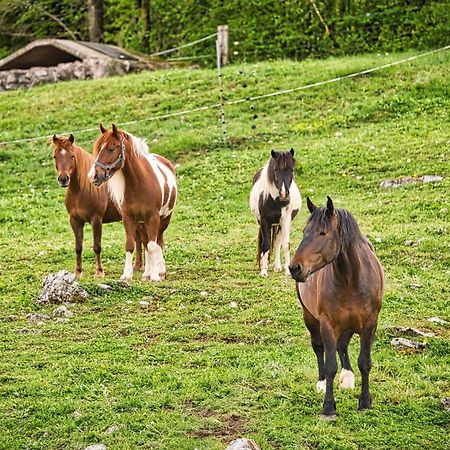 Farm Stay Ana Visnja Gora Esterno foto