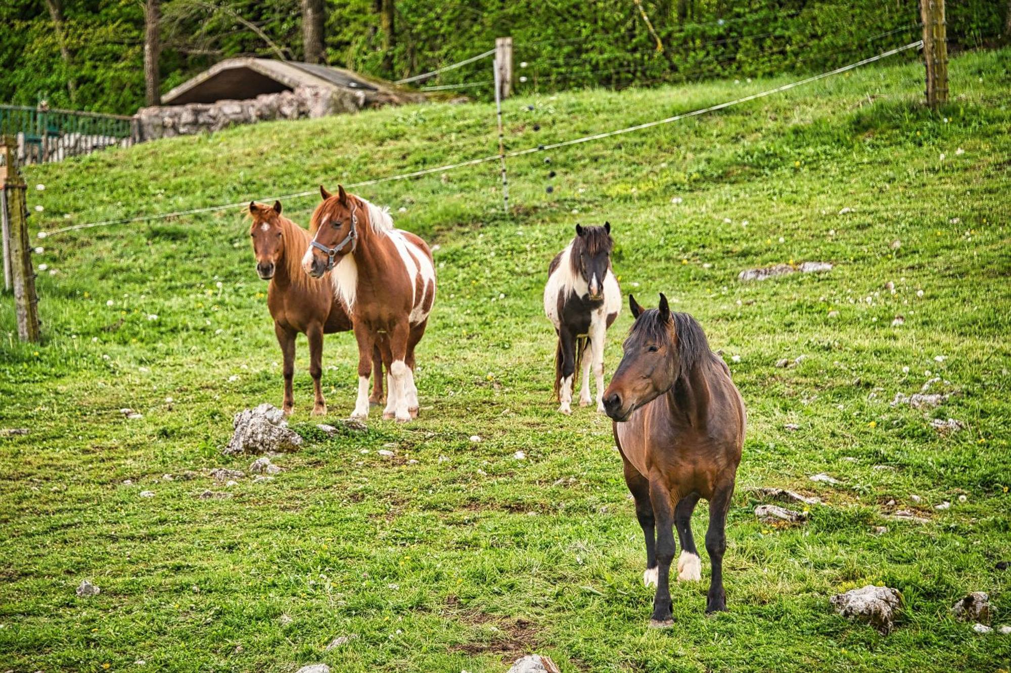 Farm Stay Ana Visnja Gora Esterno foto