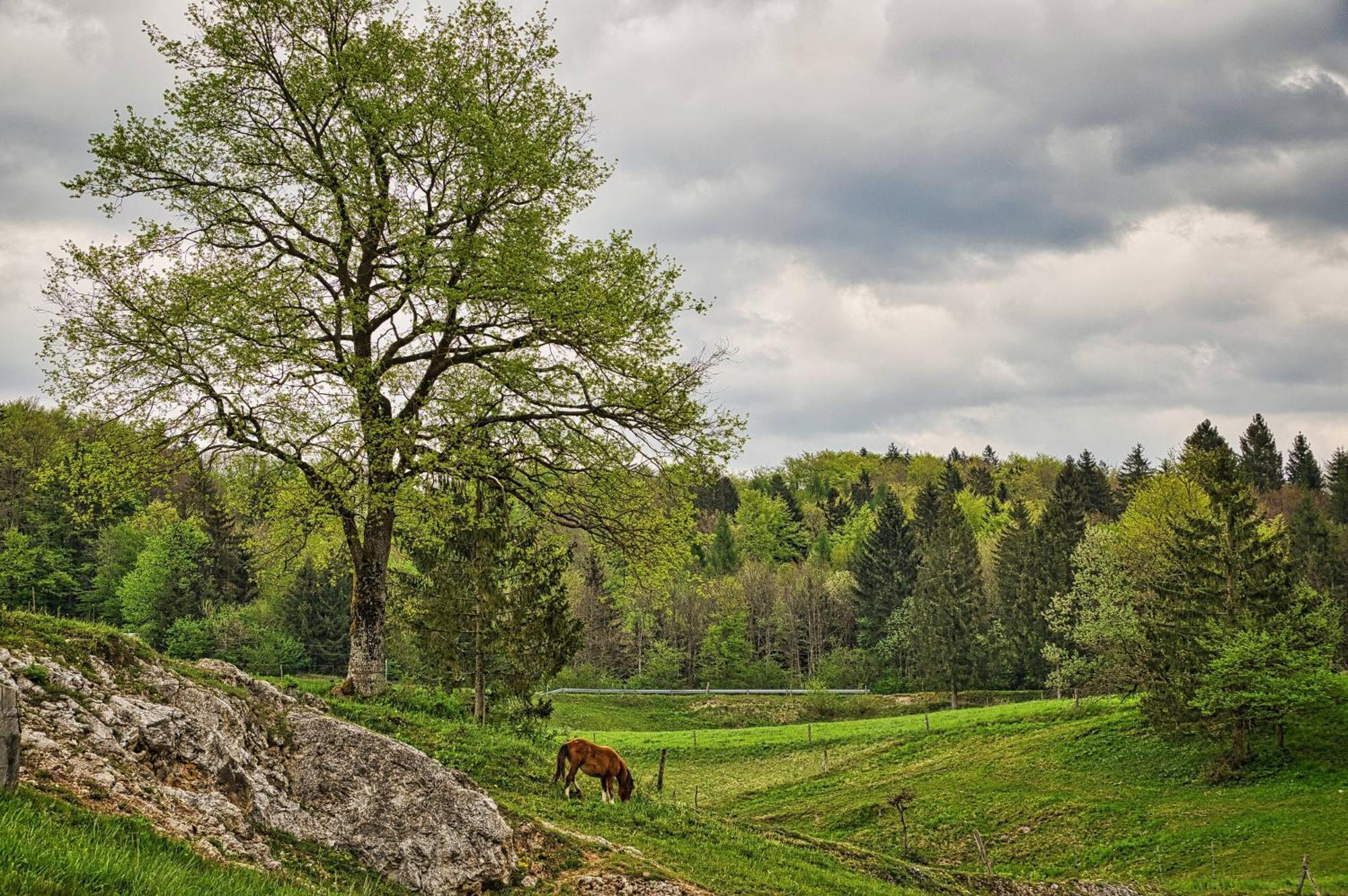 Farm Stay Ana Visnja Gora Esterno foto